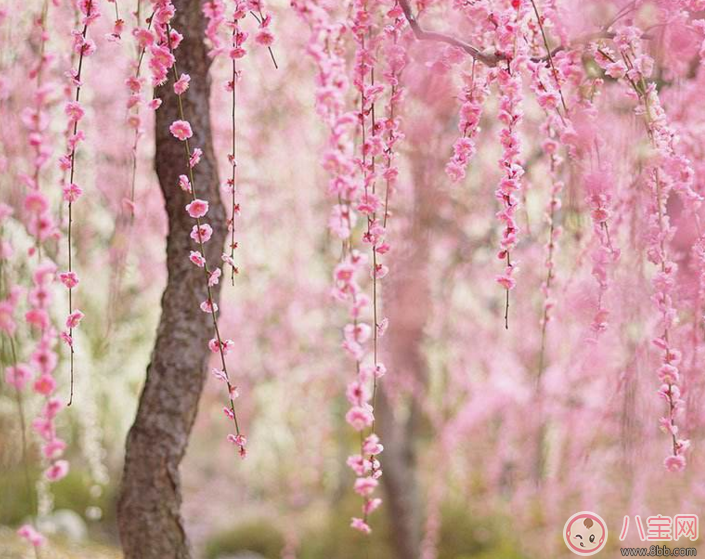 带孩子看樱花盛开怎么发朋友圈 和孩子看樱花盛开的心情说说