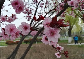 2018踏青赏花心情说说 踏青赏花说说朋友圈