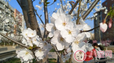 2018天气回暖了怎么发朋友圈 天气变暖万物复苏的配图说说