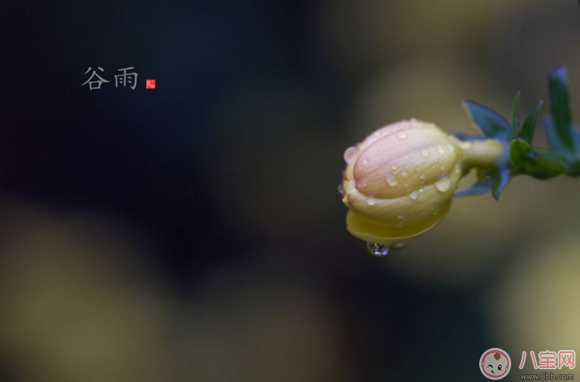 谷雨|2018谷雨出生的宝宝好不好 谷雨节气出生的宝宝命运怎么样