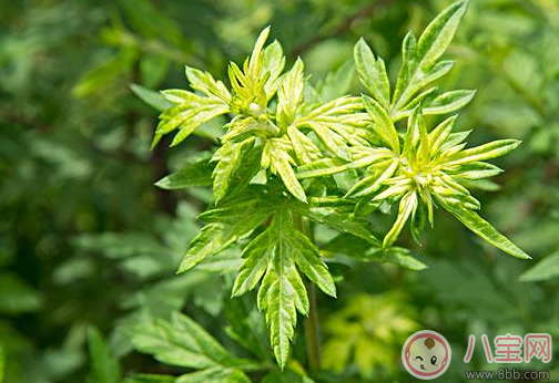 夏天怎样给宝宝驱蚊 什么植物驱蚊效果最好