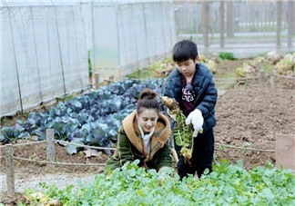 安迪为什么分不清葱和花 如何教孩子认识农作物