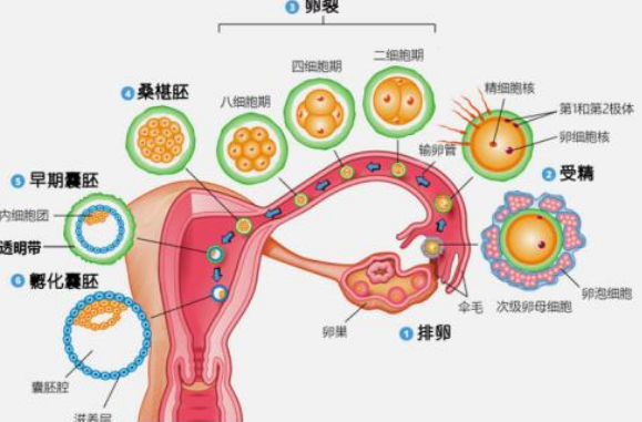 试管婴儿治疗前要做哪些检查 试管婴儿治疗前男方女方检查方案