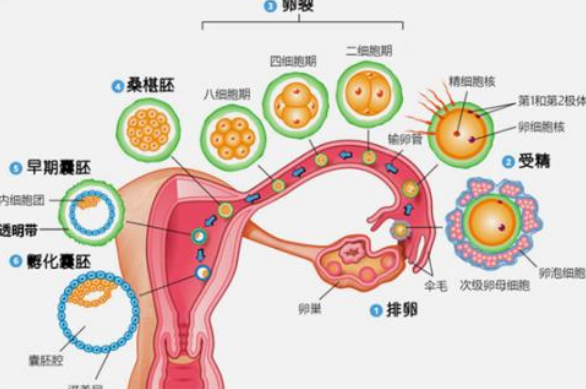 试管婴儿|试管婴儿麻醉取卵有哪些影响2018 麻醉会不会对卵子有影响