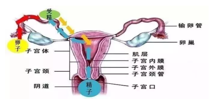 试管婴儿宫外孕怎么办2018 预防胚胎移植宫外孕注意事项