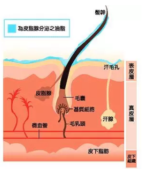 洗头的时候怎么保护头发比较好 洗头保护头发小技巧2018