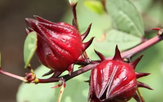 孕妇可以喝洛神花茶吗 孕妇喝洛神花茶有哪些影响