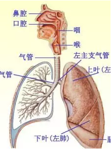 孩子|宝宝在喝奶的过程中呛奶怎么办 孩子呛奶怎么急救2018