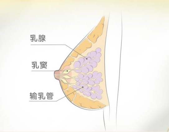 营养|夏天怀孕乳头上有淡黄色的乳汁怎么回事 怀孕期的泌乳是正常的吗