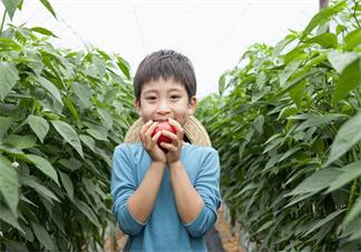 孩子特别不喜欢吃番茄怎么办 孩子不吃番茄的原因2018