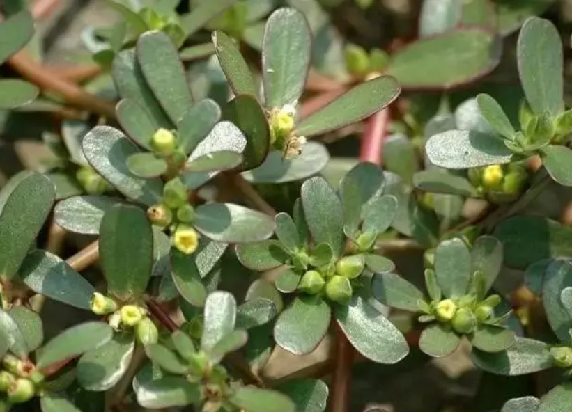 马齿苋能治疗痱子吗 夏季怎么用马齿苋治疗宝宝痱子 