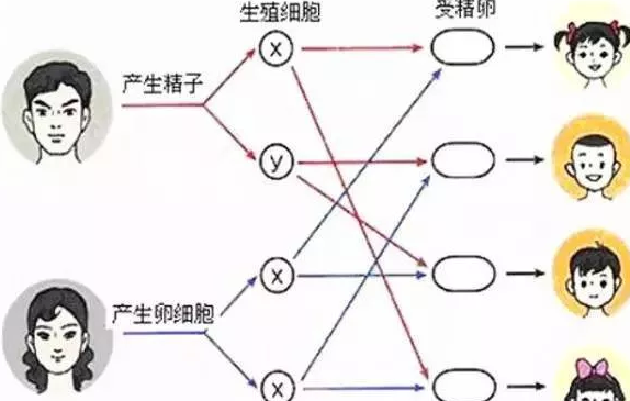 2018年8月20号行房受孕生男生女 8月20号行房生女孩真的吗