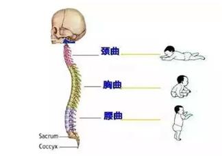 宝宝脊柱发育不正常是什么情况造成的 保护孩子脊柱怎么做比较好