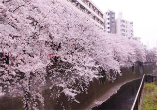 武汉大学宿舍是环境很差吗 武汉大学发生强奸案是什么情况