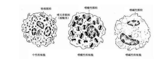 为什么宝宝中性粒细胞偏低 中性粒细胞偏低严重吗