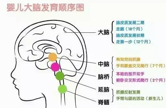 宝宝|宝宝大脑发育的黄金期宝宝大脑发育顺序图