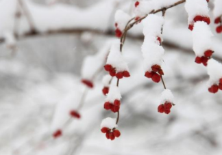 大雪节气的诗句有哪些  2018大雪节气诗句汇总