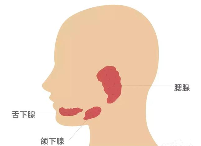 流行性腮腺炎|流行性腮腺炎会导致不育吗 流行性腮腺炎有什么危害