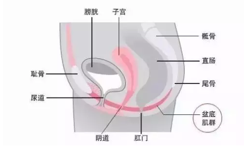 产后盆底肌检查怎么做 盆底肌检查有必要吗