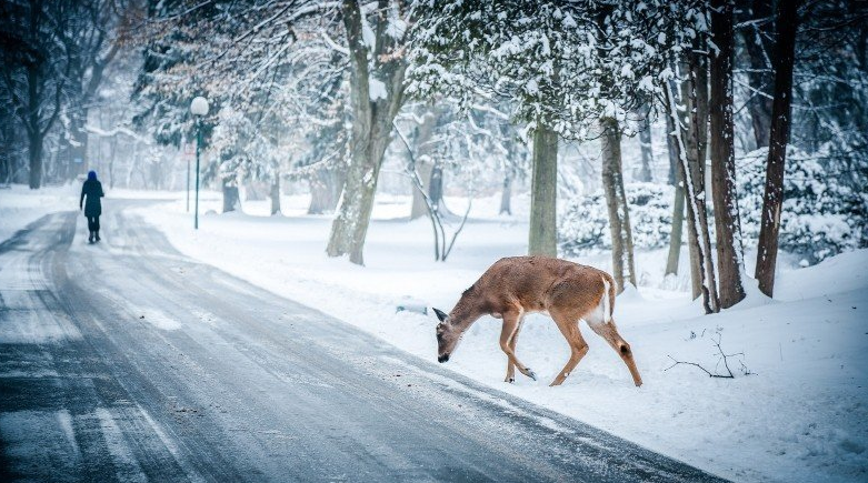 外面下雪了开心说说 2019下雪了心情感慨