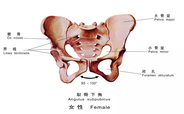 产后屁股变大是怎么回事 产后屁股变大的原因