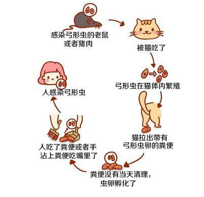 怀孕能不能养猫养狗 孕期养猫养狗注意事项