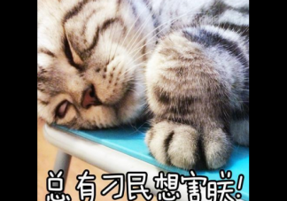 怀孕能不能养猫养狗 孕期养猫养狗注意事项