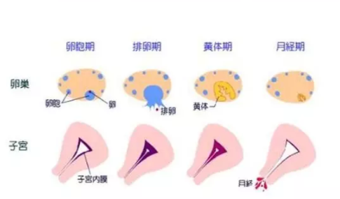 子宫内膜太薄是怎么回事 子宫内膜太薄的原因