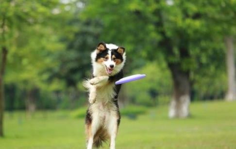 宝宝被狗咬伤的五个处理步骤 人是如何感染狂犬病的