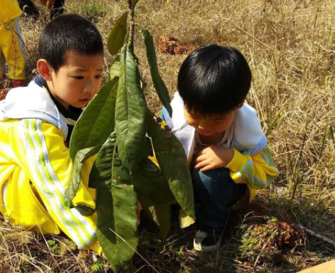 2019幼儿园植树节通讯报道 植树节幼儿园新闻报道内容