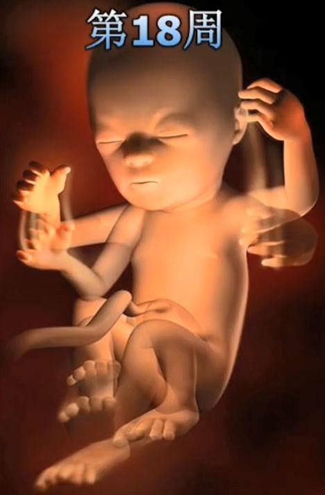 孕期140周胎儿在妈妈肚子里长什么样孕期140周胎儿彩超发育过程图