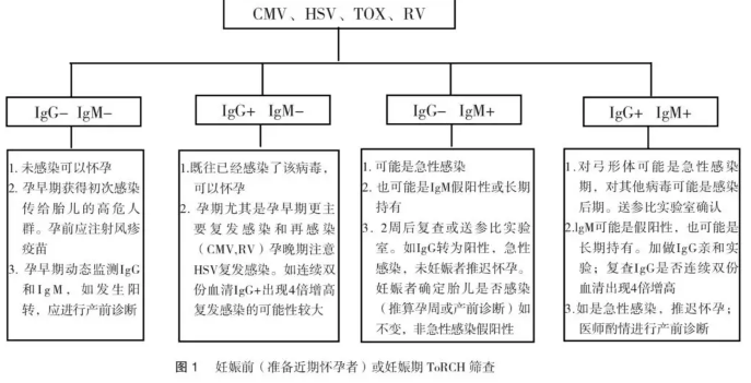 torch检查为什么要孕前做 torch检查的作用