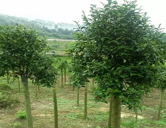 芒种开了铲是什么意思 芒种节气给孩子讲讲习俗和由来