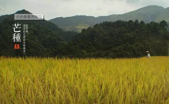 芒种养生吃什么 2019芒种养生传统食物