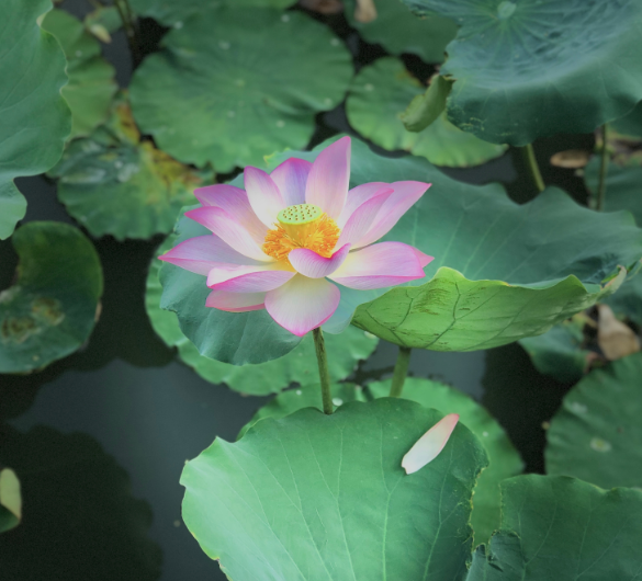 今日夏至心情说说 夏至早安说说朋友圈2019