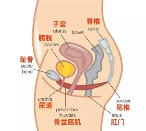 女性产后为什么容易漏尿 产后漏尿怎么锻炼盆底肌