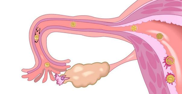 促排卵什么时候用药比较好 促排卵药物都有哪些