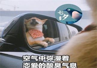 七夕吃狗粮句子怎么发 七夕吃狗粮的说说朋友圈