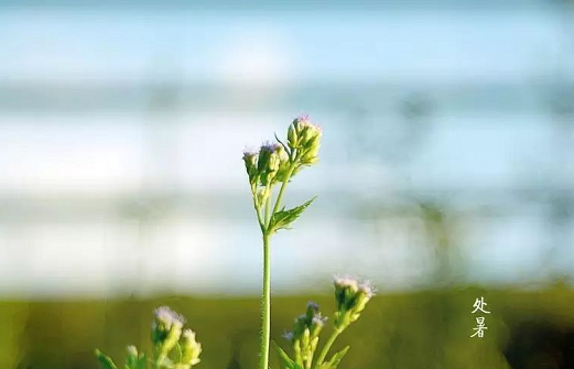 处暑节气|处暑节气的含义是什么 处暑的谚语有哪些