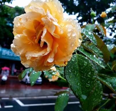 形容秋天下雨的心情句子 秋天下雨感慨说说心情