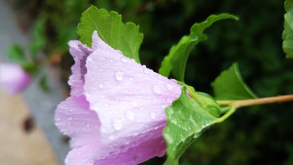 形容秋雨绵绵的优美句子 关于秋雨绵绵的伤感句子