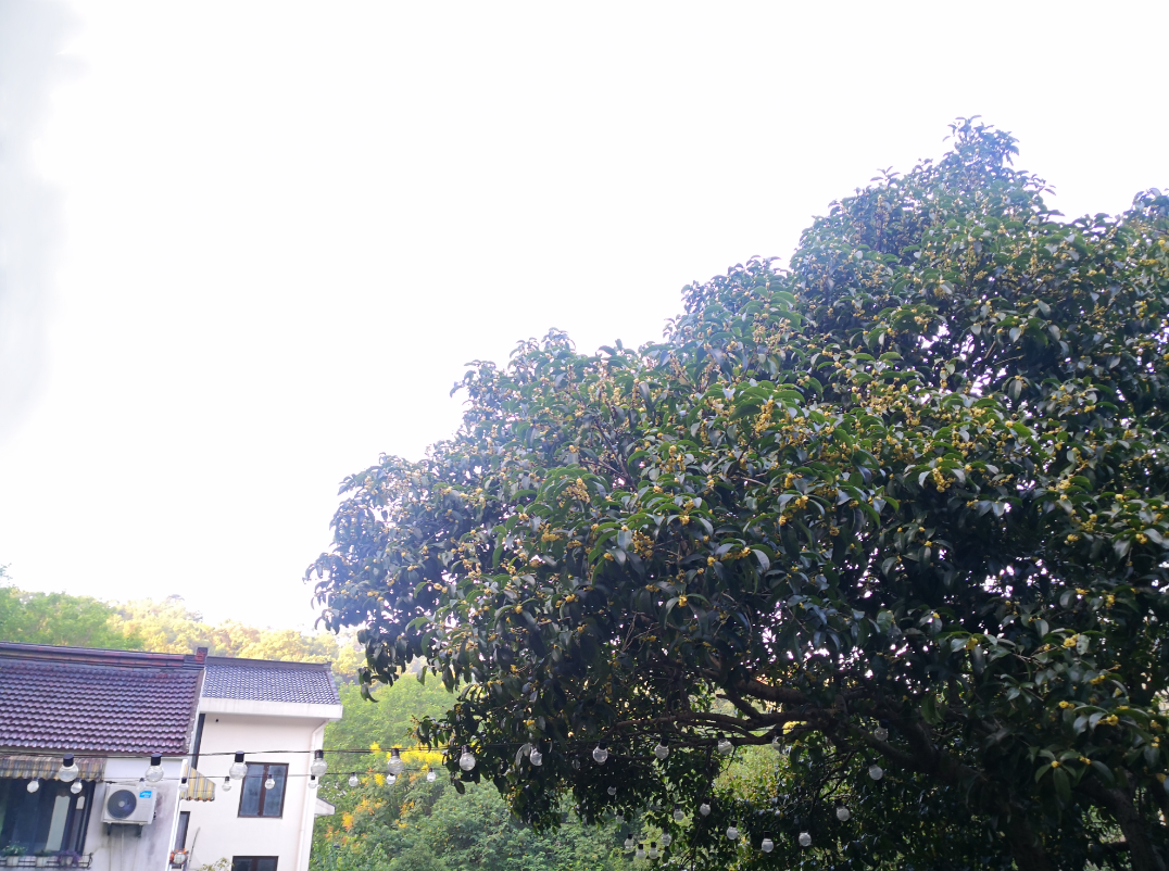 秋天下雨图片景色唯美图片 秋天清晨下雨了的心情句子感慨