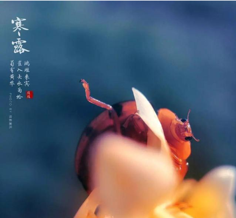 寒露节气|2019寒露节气祝福语说说寒露节气祝福语大全