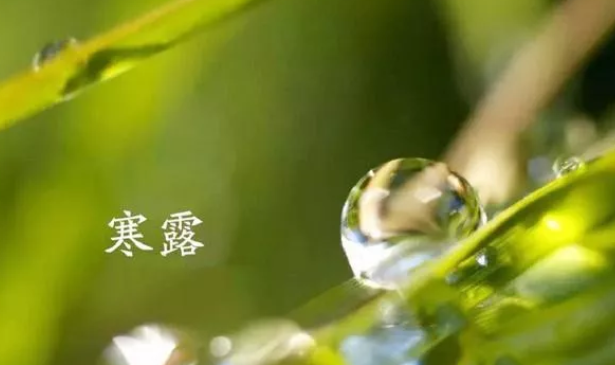 寒露|寒露后面的节气是什么 寒露后的气候特点