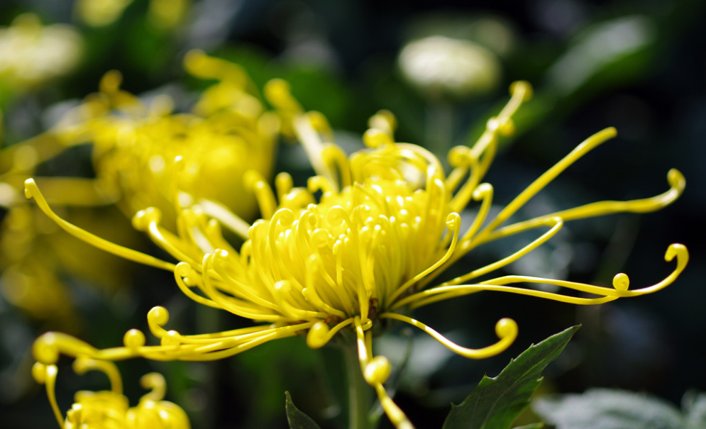 菊花|秋天描写菊花的优美诗句有哪些 关于菊花的古诗词大全