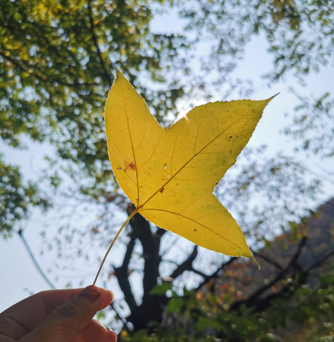 秋天|入秋了比较浪漫的话怎么发 入秋文艺浪漫的句子朋友圈