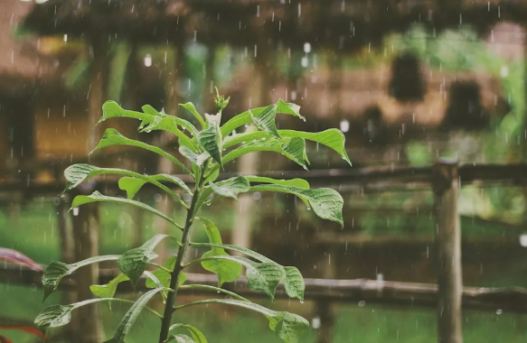 描写|描写秋雨的诗句有哪些 关于秋雨的诗句大全