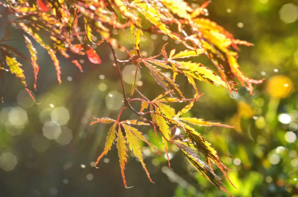 描写|描写秋雨的诗句有哪些 关于秋雨的诗句大全