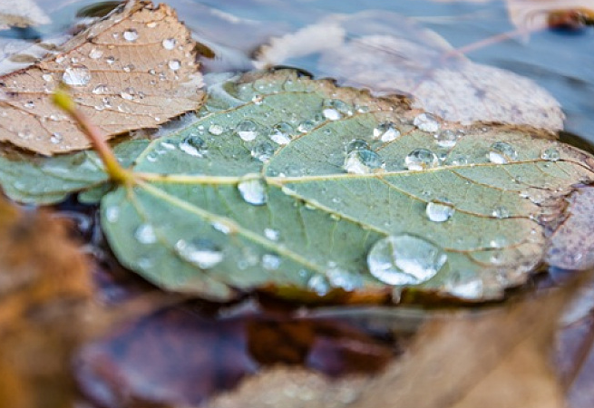 关于下雨的诗句有哪些 下雨的诗句大全