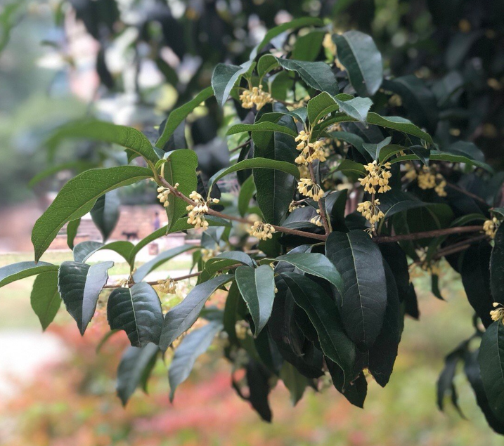 桂花飘香的说说短语 桂花飘香发什么说说朋友圈